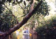 Kayak sous les paletuviers